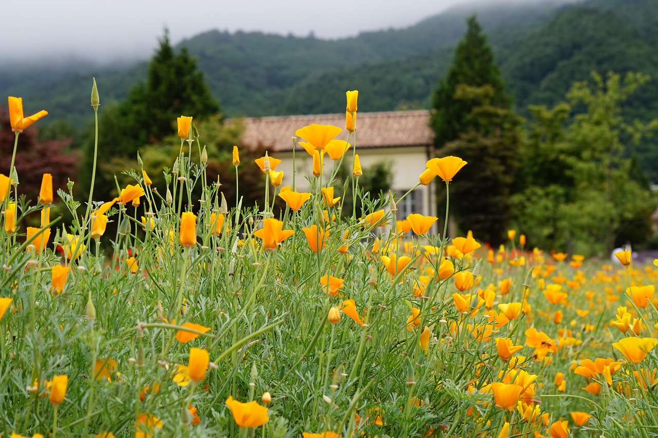 各样老微信买卖：肇庆抖音平台开户地址