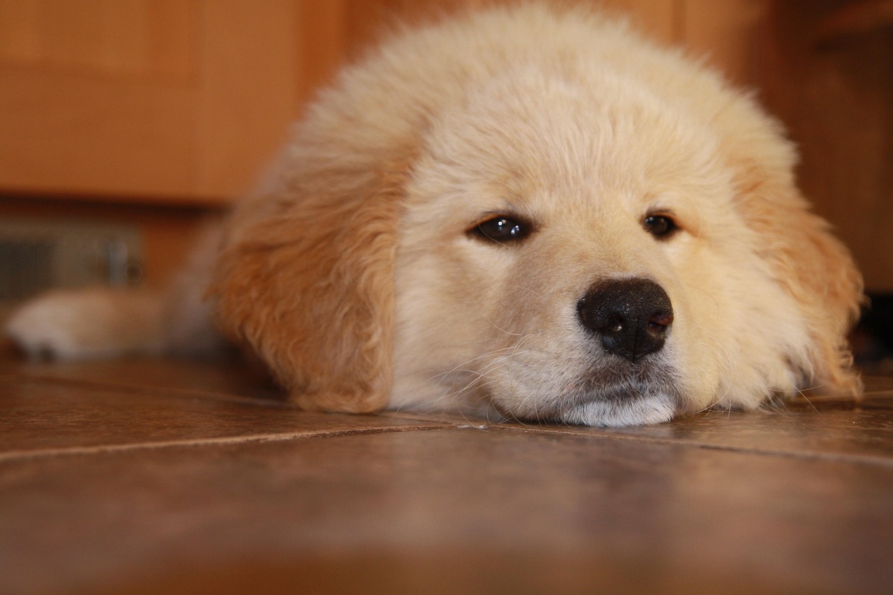 技术支持辅助是否跟风险管理有关